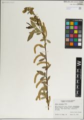 Foto von Salix laevigata Bebb